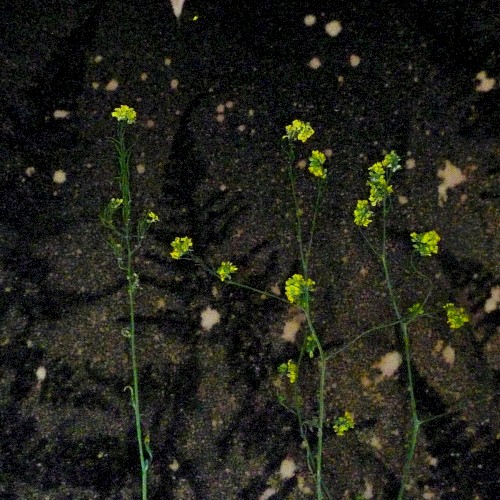 Pollen