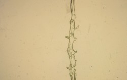 Nothing Under a Microscope
