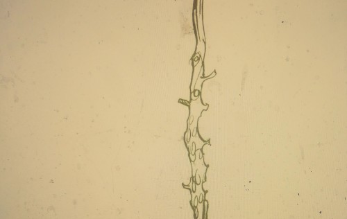 Nothing Under a Microscope