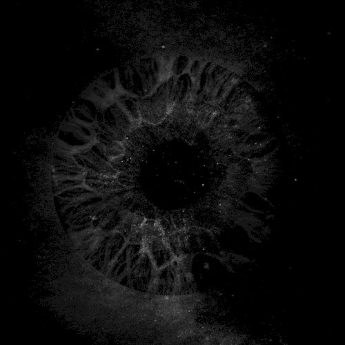 Chien noir