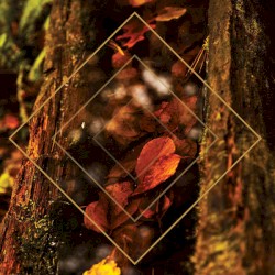 Forêt de Cruye