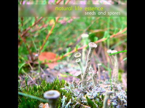 seeds and spores