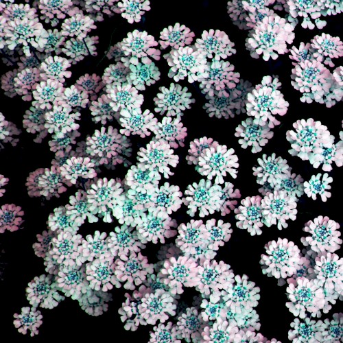 Cosmic Drone Blossoms