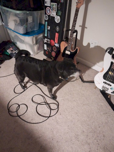 Acoustic Demos #2