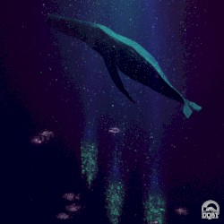 Sonar