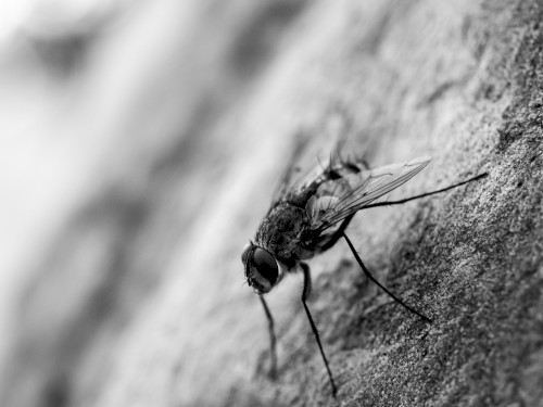 The Numerous Qualities of Lying