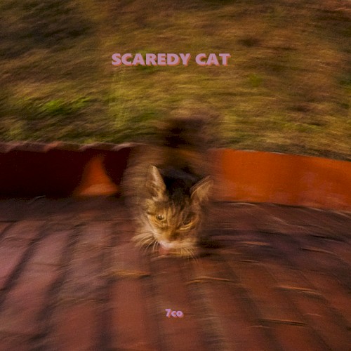 SCAREDY CAT