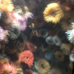 Scuba