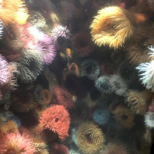 Scuba