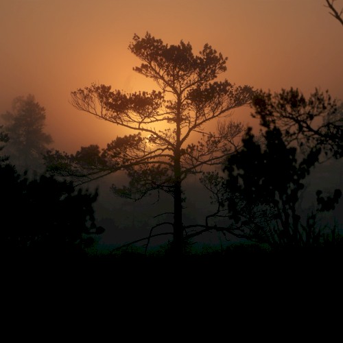 Golden Leaves (Sarah Watson rework)