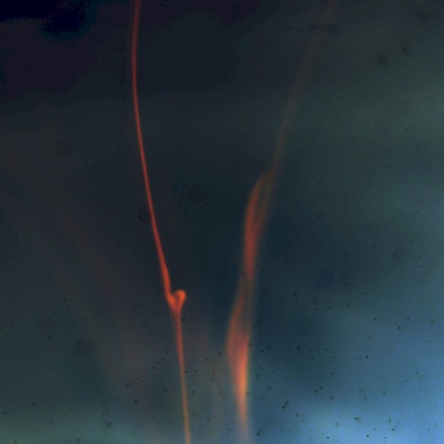 Infusion