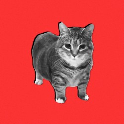 Oiia Cat (Metal Version)