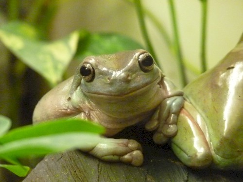 Litoria caerulea