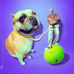 French Bulldog