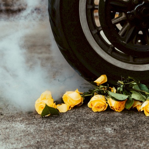 Yellow Roses