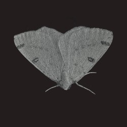 EP