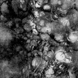 Visceral Exhaust