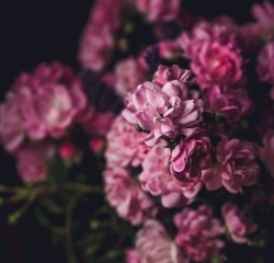 Generative Bloom
