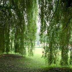 Willow