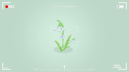 Snowdrop