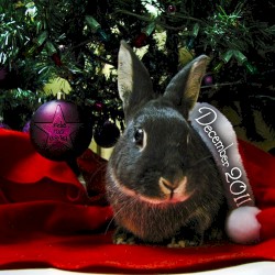 Indie/Rock Playlist: December 2011