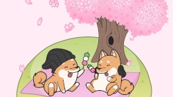 Cherry Blossoms