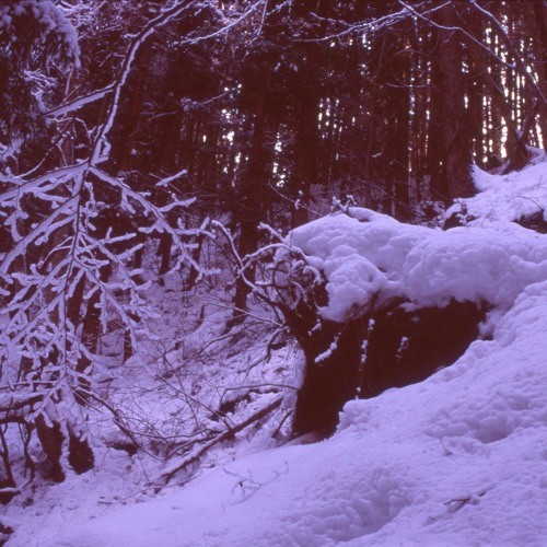 Cold Forest