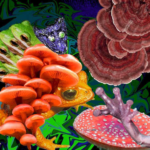 Basidiomycotabatrachium