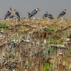 Kaloli Recycled