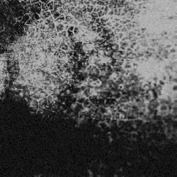 spell ep
