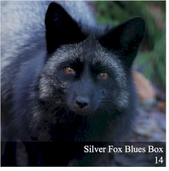 Silver Fox Blues Box 14