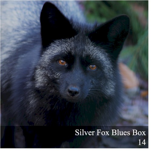Silver Fox Blues Box 14