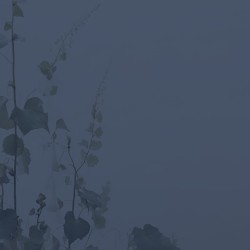 Verge