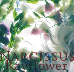 NARCISSUS