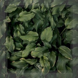 Botanical