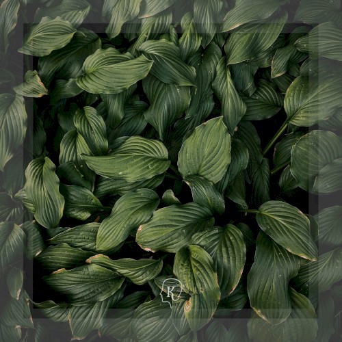Botanical