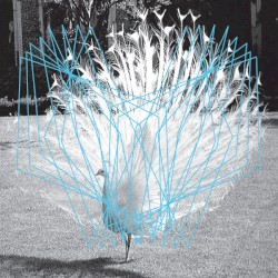 Forma II
