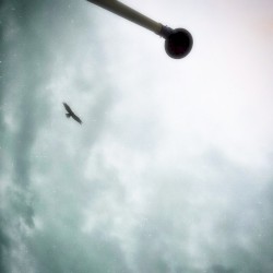 free bird