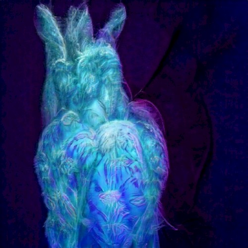 cylces 5