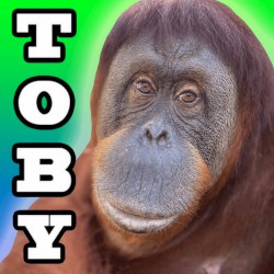 Albumbuscus