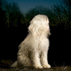 Doga