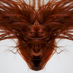 A Collection of Hair