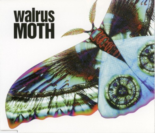 MOTH