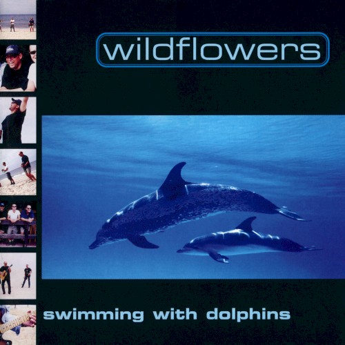 Swimming With Dolphins