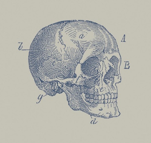 Ventricles