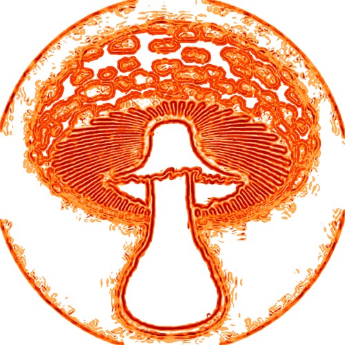 Scenes From the Mushroom Lab