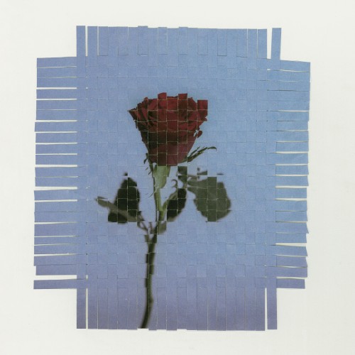 The rose