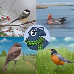 bird boy collection 🕊