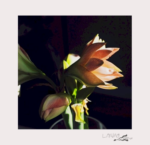 Bi-Monthly Subscription Series 11