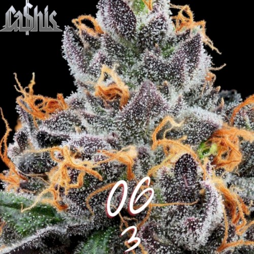 OG 3